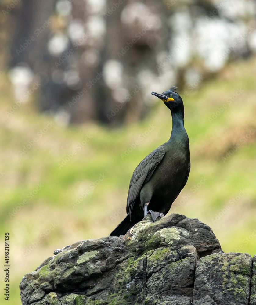 Fototapeta premium A shag (Phalacrocorax aristotelis or Gulosus aristotelis) on the sea cliffs on the island of Canna, Scotland