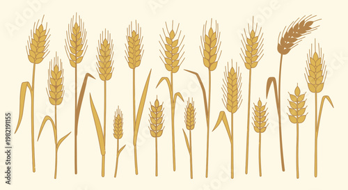Multiple Golden Wheat Stalks Growing Vertically on Light Isolated Background