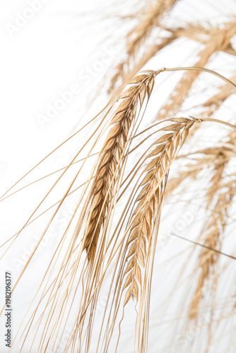 Close Up of Golden Wheat Ears Isolated on White Background