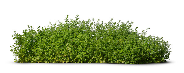 Thick green bush isolated on white and transparent background
