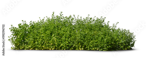 Quadro em tela Thick green bush isolated on white and transparent background