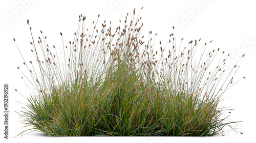 Fotografie Ornamental moor grass isolated on white and transparent background