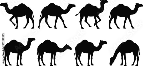 Set of black silhouettes of camels walking and standing in various positions and angles  eight camels