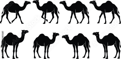Collection of black silhouettes of camels walking in various positions and directions on white background