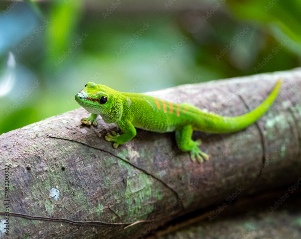 Fototapeta premium Gecko