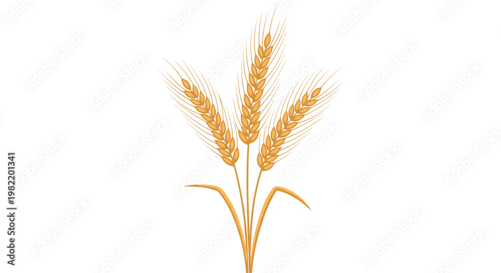Fototapeta premium Detailed golden illustration of three stalks of wheat standing together in a fan-like arrangement on a white background.