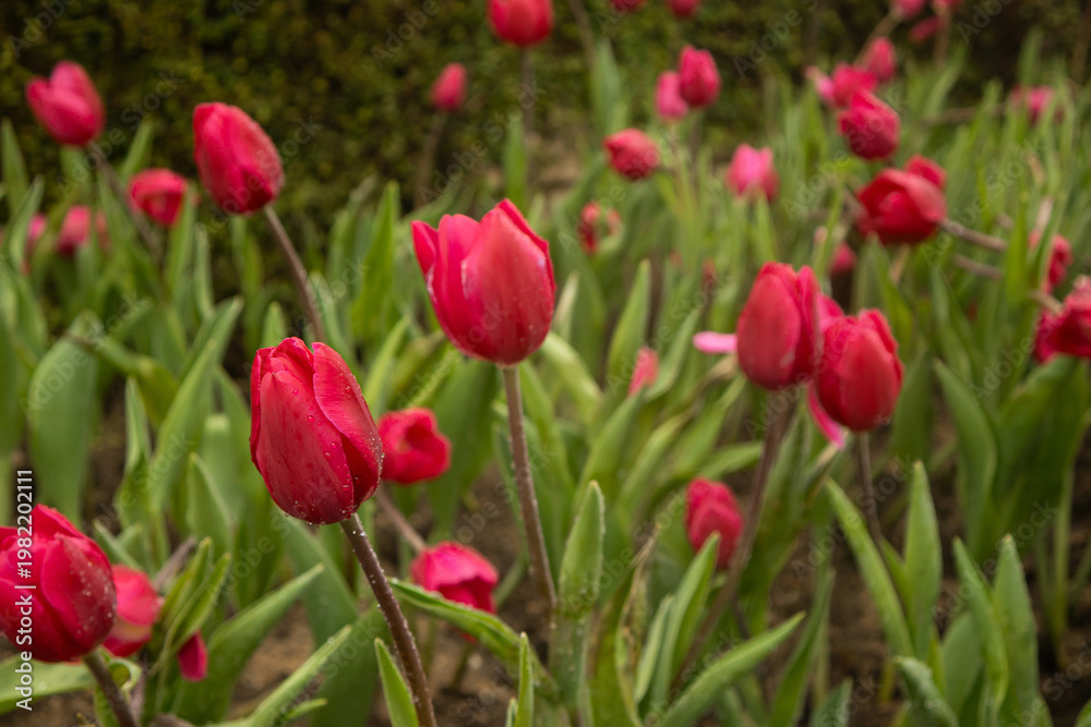 Fototapeta premium flower bed of red tulips