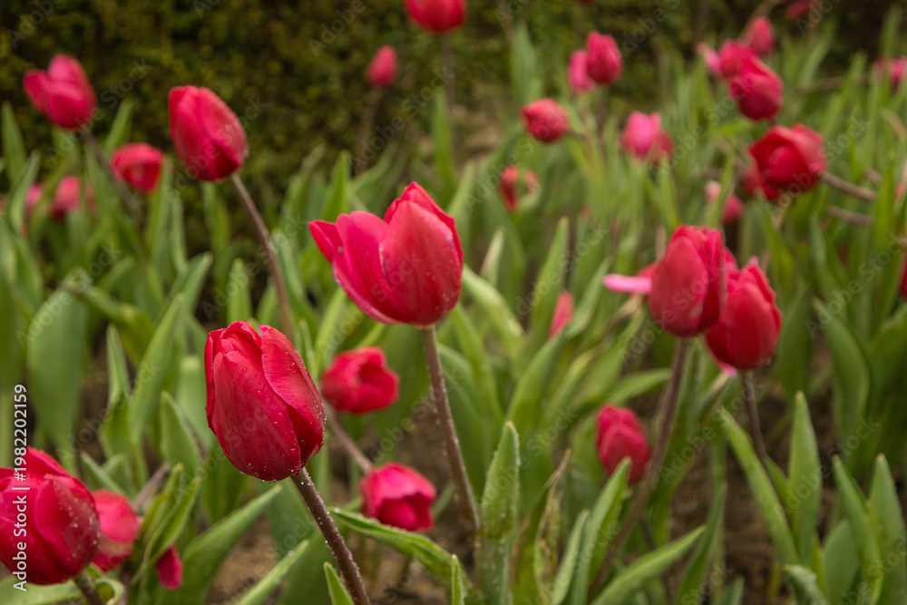 Fototapeta premium flower bed of red tulips