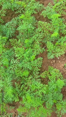 Carrots are grown in Lam Dong province, Vietnam. Carrots grown as root vegetables are widely cultivated in Don Duong, a major vegetable-producing area of ​​Lam Dong province.
