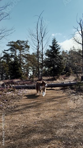 Australian shepherd dog jumping over a fallen log on a forest trail in spring. Scene represents active lifestyle, agility, training, and outdoor adventure in natural landscape