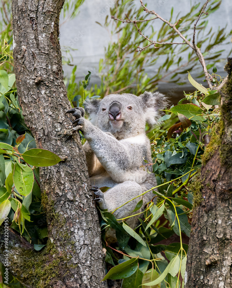 Obraz premium koala in a tree