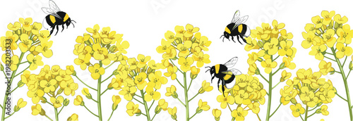Yellow Flower and Bee Collection with Blooming Mustard Plants Pollination Nature Illustration Set for Spring Garden and Botanical Design