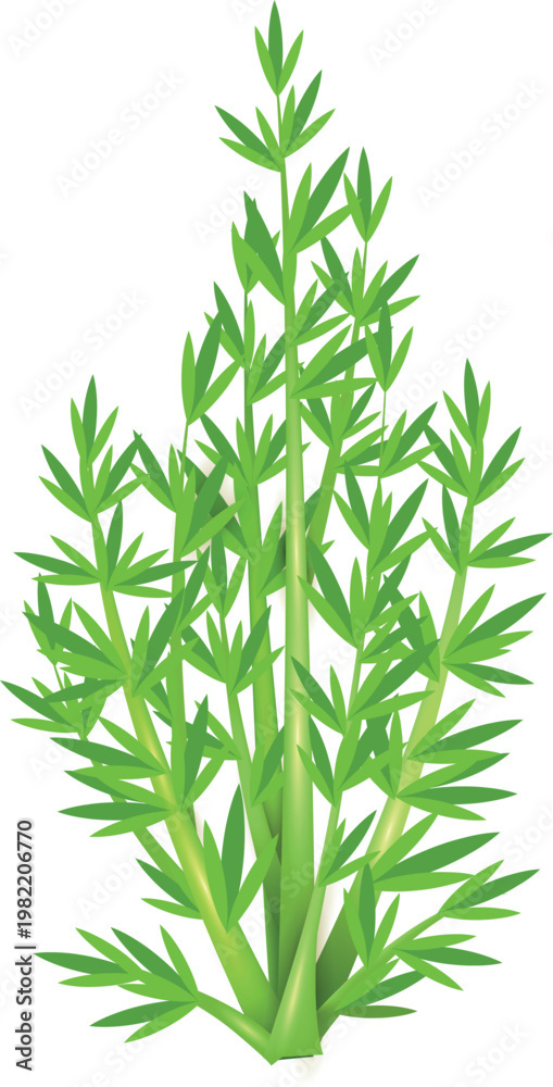 Fototapeta premium bamboo leaves isolated on white background