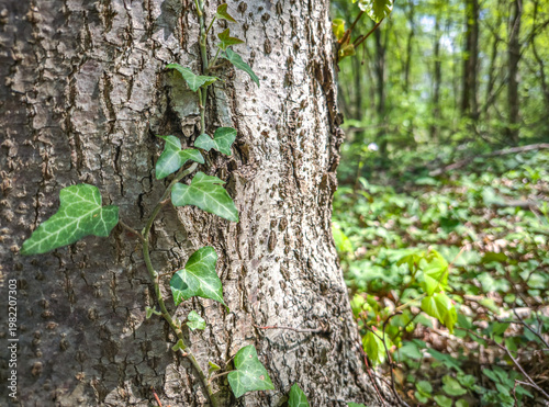 Obraz na płótnie Close up of green ivy leaves growing on tree bark with blurred forest background