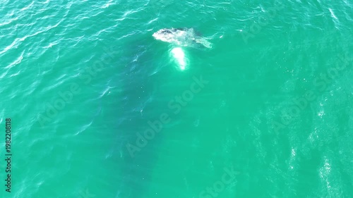 Baby Humpback Whale Playing with Its Mother in Baja California | 4K Drone Footage