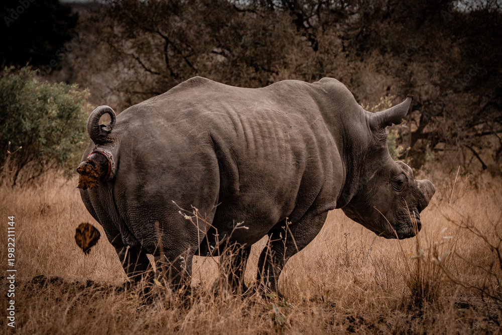 Obraz premium White rhinoceros defecating in savanna South Africa