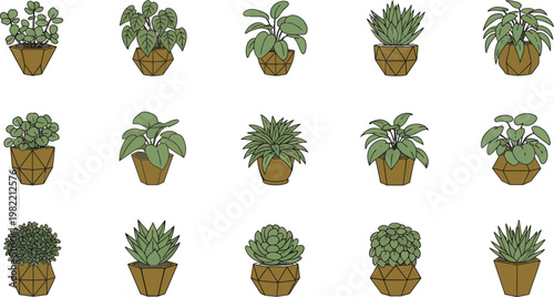 Collection of fifteen diverse potted house plants in modern geometric gold planters