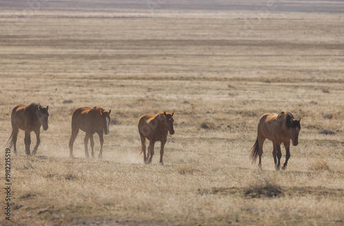 Wild Horses in Springtime in the Utah Desert