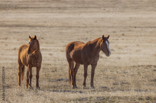 Wild Horses in Springtime in the Utah Desert