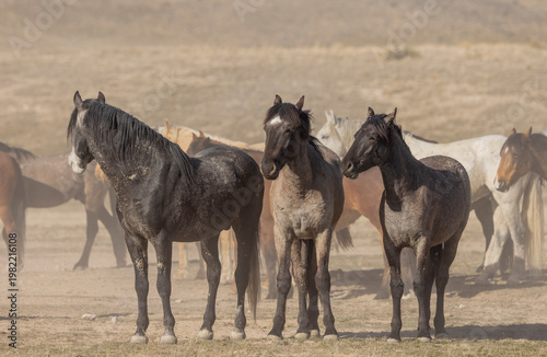 Wild Horses in Springtime in the Utah Desert