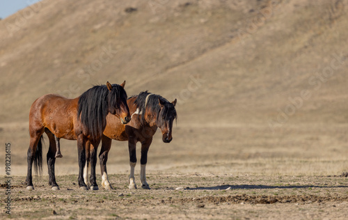 Wild Horses in Springtime in the Utah Desert