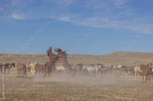 Wild Horses in Springtime in the Utah Desert