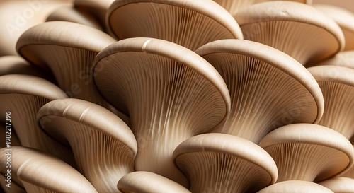 A cluster of beige oyster mushrooms with detailed gills on transparent background