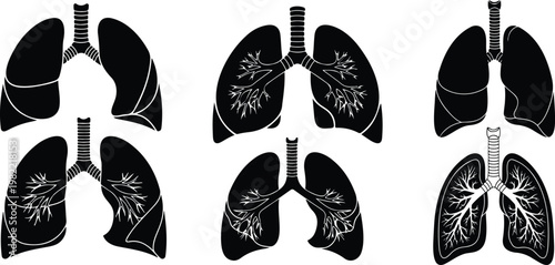 Simple illustration of human lungs showing bronchial tree and lobes.Human lungs showing bronchial tree and lobes vector illustration