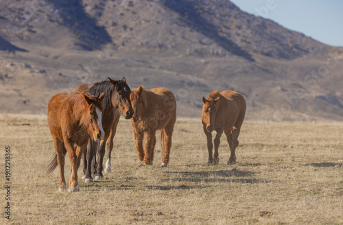 Wild Horses in Springtime in the Utah Desert