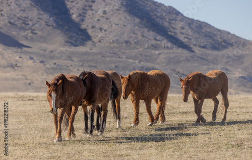 Wild Horses in Springtime in the Utah Desert