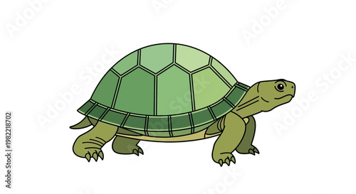 Cartoon illustration of a turtle on a white background