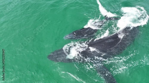 Humpback Whale Mom and Baby and Male Escort playing - closeup 4K Drone Footage
