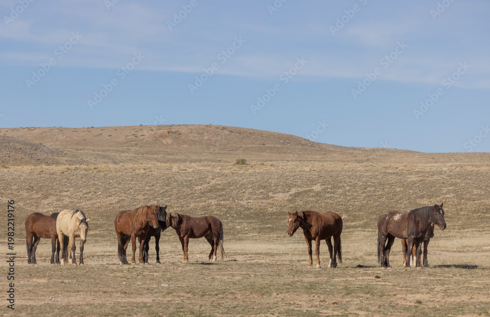 Fototapeta premium Wild Horses in Springtime in the Utah Desert