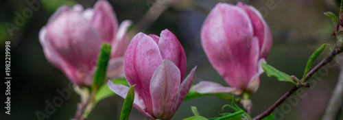 A close-up photo of a pink tulip-shaped magnolia flower.