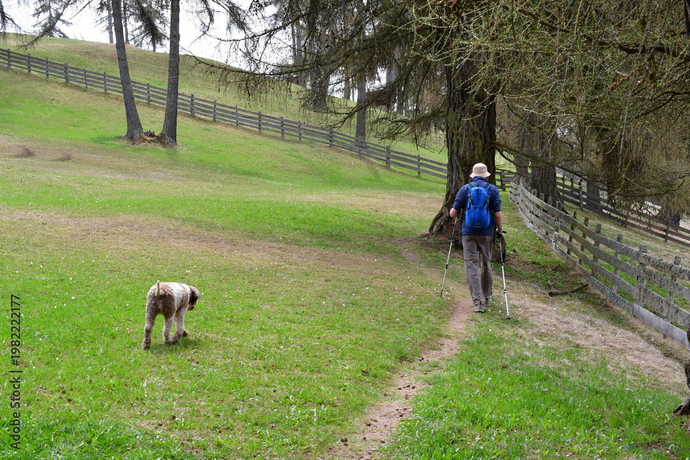 Fototapeta premium Mann und sein Lagotto Romagnolo Hubd wandern am Salten in Südtirol