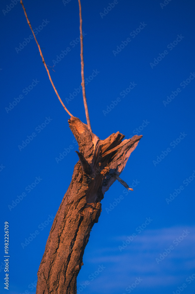 Fototapeta premium dead tree branch