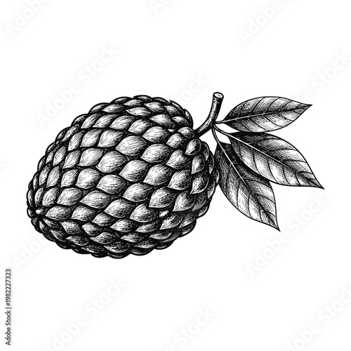Cherimoya Custard Apple Fruit Drawing with Leaves Hand Drawn Sketch Style Isolated on White