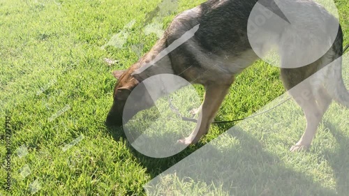 Scent in grass drawing Shepherd sniffing lawn, owner holding lead, training overlays marking scent