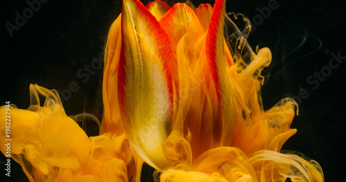 Botany paint. Ink cloud. Defocused yellow red color smoke texture tulip nature dew flower fluid floating on abstract art dark black background.