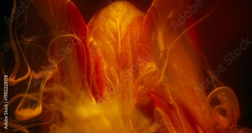 Flower ink. Vapor texture. Blur sparkling yellow red color smoke blend water nature tulip on abstract dark black creative background.