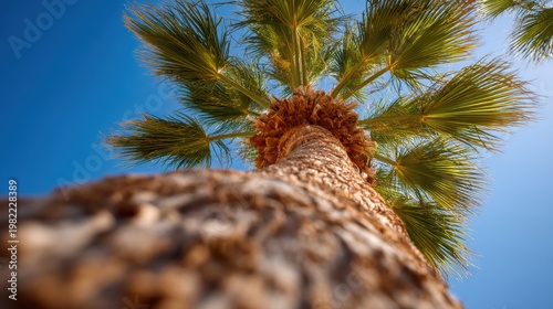 palm trunk emerging from sand toward green canopy on mexican shore