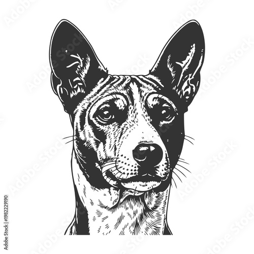 Basenji Dog Portrait Stencil Style Black and White Ink Sketch for Pet Lover Design Projects