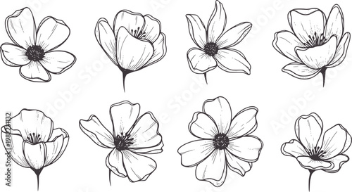 Eight delicate line floral with dark centers flower botanical outline