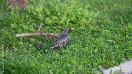 Common blackbird (Turdus merula) walking through fresh green grass in natural daylight, searching for food. Close-up wildlife scene with soft background,.