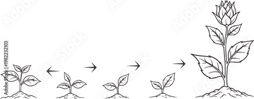 Plant growth stages from seedling to flowering plant with arrows sprout