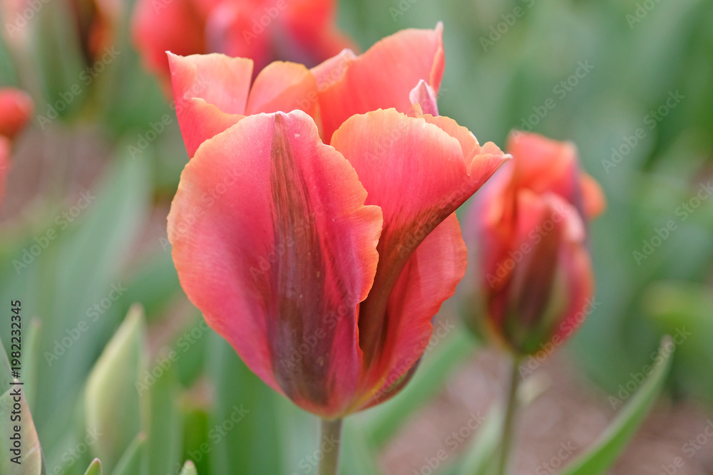 Naklejka premium Green and pink apricot variegated tulip, tulipa ‘Artist’ in flower.