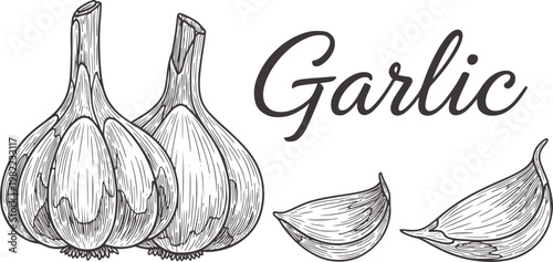 Vintage of two garlic bulbs and three cloves with the word Garlic food