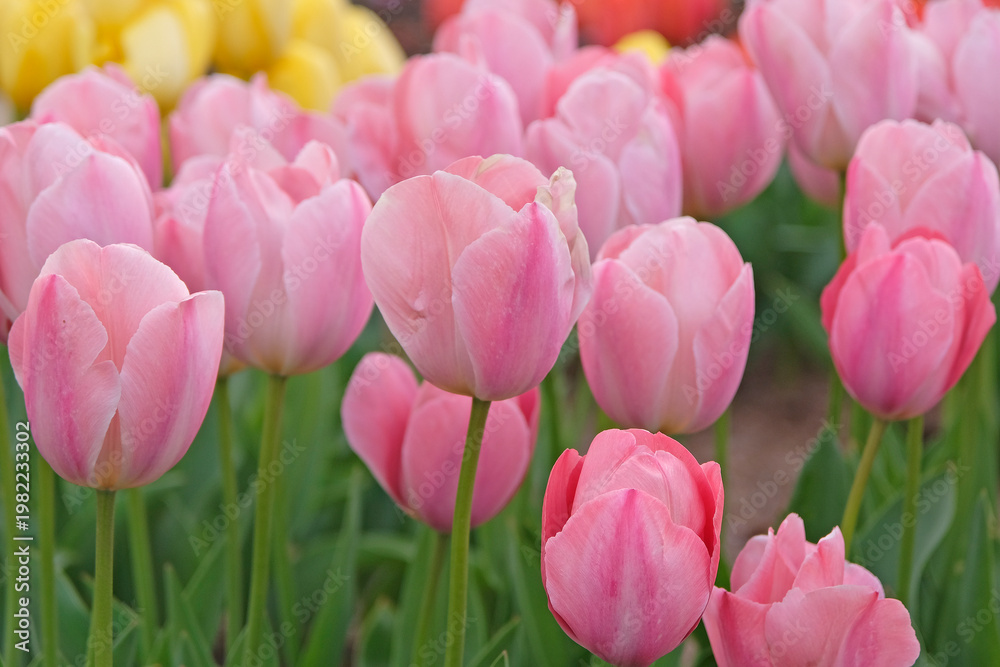 Obraz premium Pink tulipa, tulip ‘mystic van eijk’ in flower.