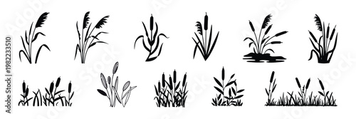 Cattail Icon Vector Set, Reeds Illustration Sign Collection, Swamp and Wetland Plant Symbols, Grass Logo Elements for Nature, Ecology and Landscape Design, Minimal Vector Illustration Pack