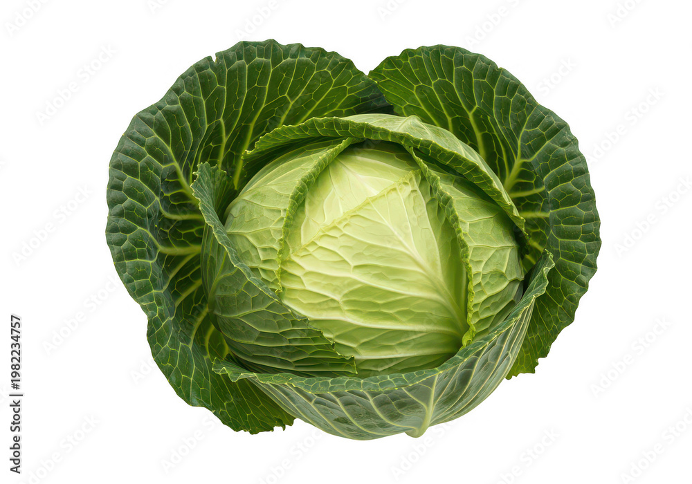 Fototapeta premium A fresh vibrant green cabbage head with detailed leaf texture presented on transparent background